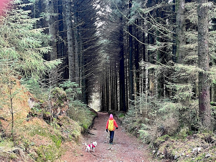 Arenig Guided Walk